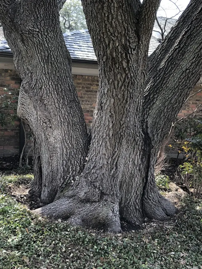 Mature heritage tree close to a Mayfield property cared for by certified arborists